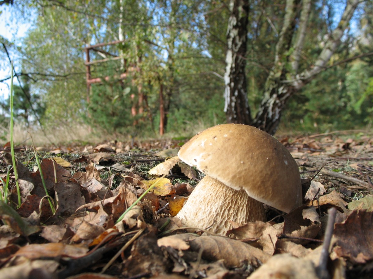 Pozostałe, Grzyby leśne - Grzybobranie to moje ulubione zajęcie. Co można zrobić z grzybów?
alejak.pl