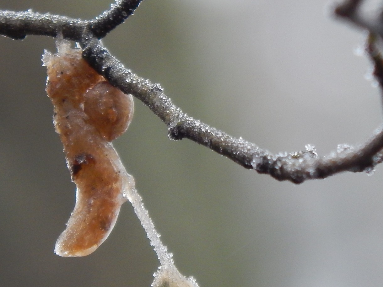 Leśne klimaty, WINTER ART ...