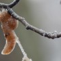 Leśne klimaty, WINTER ART ...