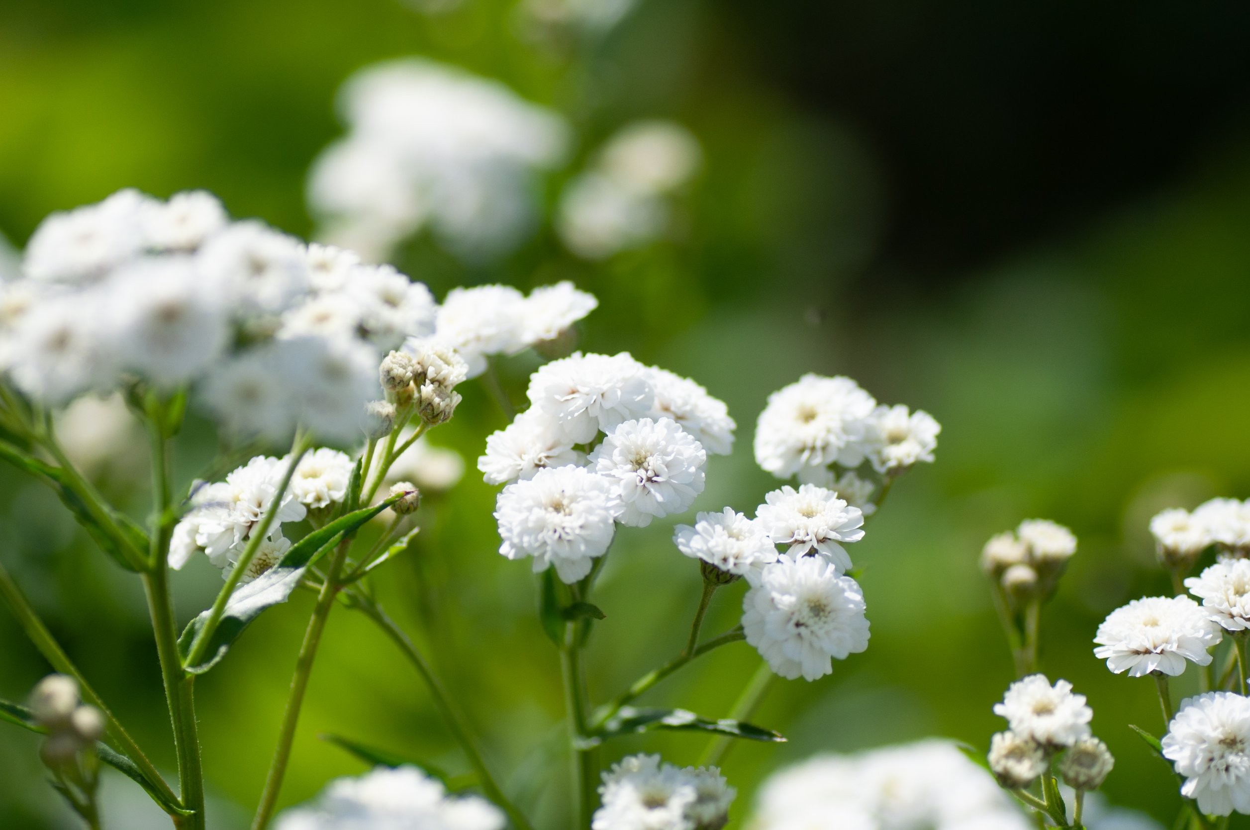 gipsówka wiechowata