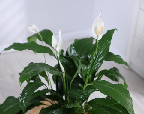 Zdrowsze korzenie, więcej liści i kwitów. Najlepszy sposób na przesadzenie podział skrzydłokwiatu