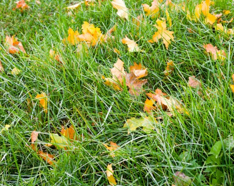 Jesienna pielęgnacja trawnika. O czym należy pamiętać?