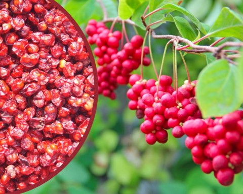Dwupienne pnącze oplata pergole i altany,  na kilogramy rodzi jagody wiecznej młodości. Jak uprawiać cytryniec chiński?