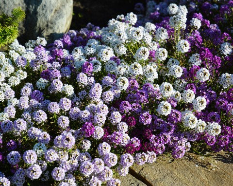 Jakie kwiaty siać w ogrodzie przed zimą? Wybór odpornych i pięknych gatunków