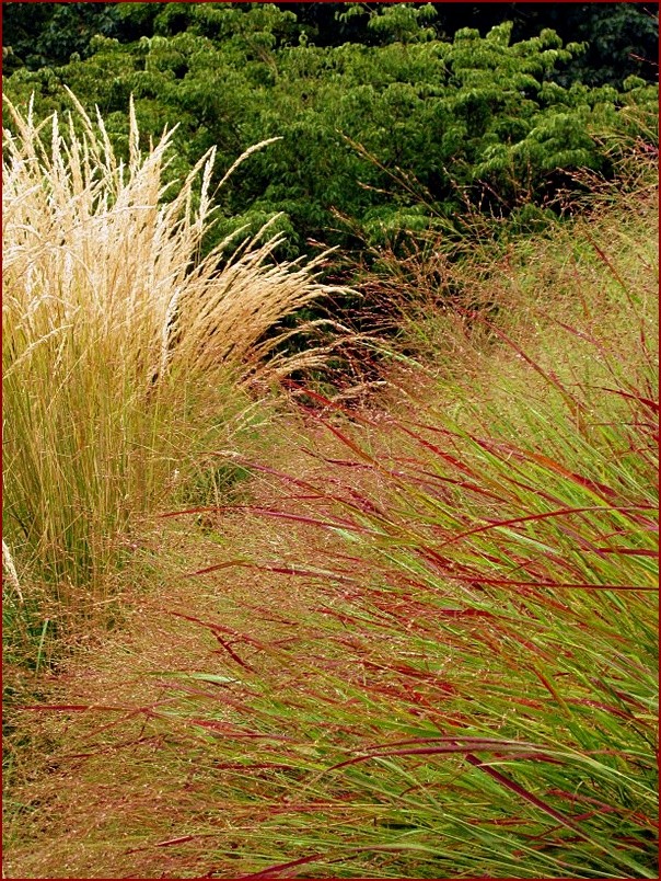 Pozostałe, W Botanic Garden.. - ......kolory jesieni...