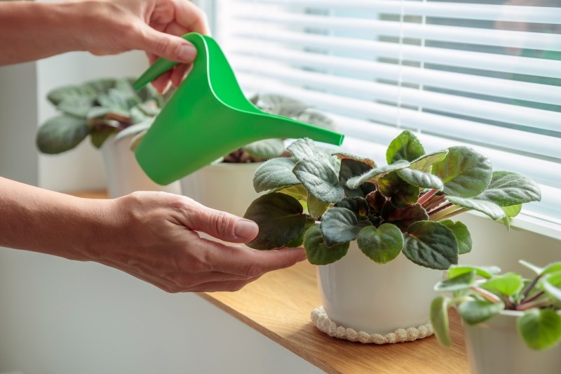 jakie właściwości ma kwas bursztynowy