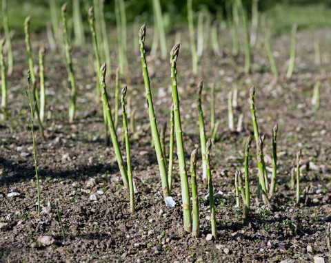 Kiedy sadzić szparagi do gruntu? Uprawa, odmiany i pielęgnacja szparagów