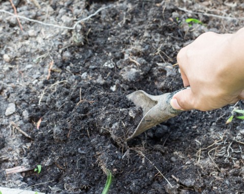Jak pozbyć się kreta z ogrodu? Tania, humanitarna i dość zaskakująca metoda