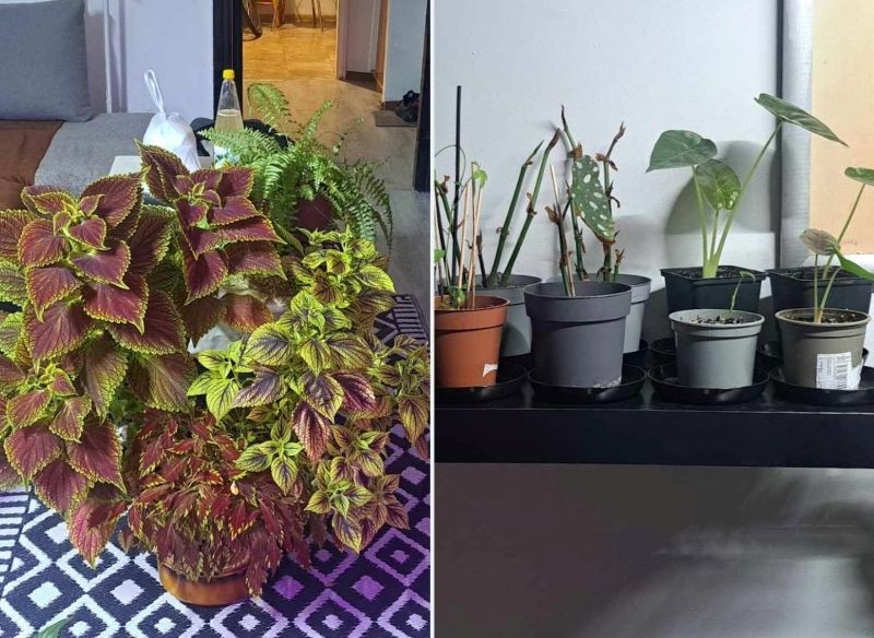 W domowej dżungli widzimy dorosłe okazy i młode rośliny.