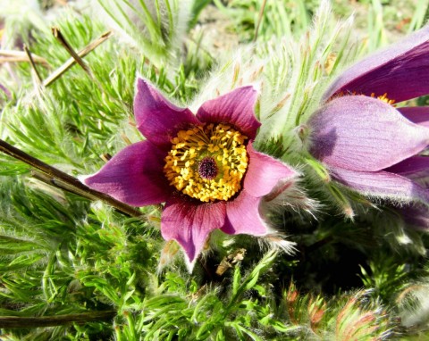 W listopadzie jeszcze możesz posadzić te byliny i krzewy. Chłodne dni nie są dla nich problemem