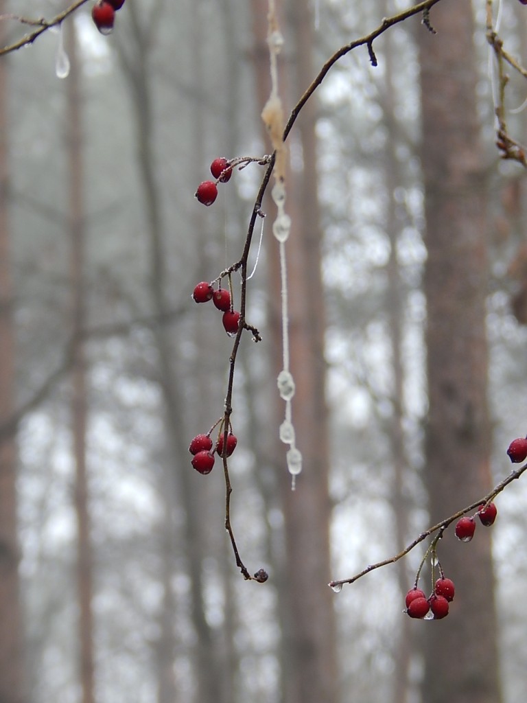 Leśne klimaty, WINTER ART ...