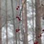 Leśne klimaty, WINTER ART ...