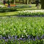 Pozostałe, Keukenhof