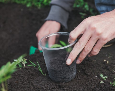 Nie bez powodu są nazywane "czarnym złotem ogrodu". Dostarczają glebie dużą dawkę azotu, fosforu i potasu