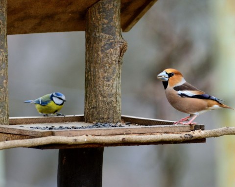 Oryginalny ptak, który zimą chętnie odwiedza ogród. Czym dokarmiać grubodzioba?
