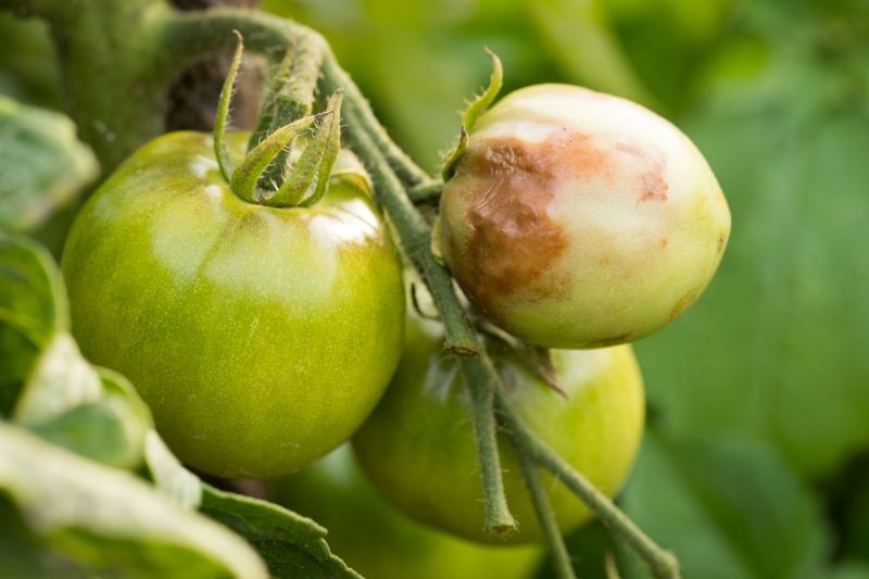 Jak zregenerować glebę po pomidorach z zarazą ziemniaczaną? 