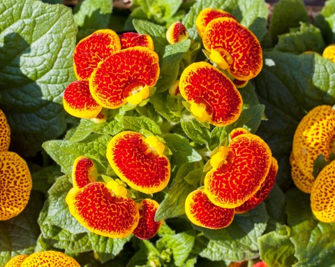 Pantofelnik całolistny (Canceolaria integrifolia)