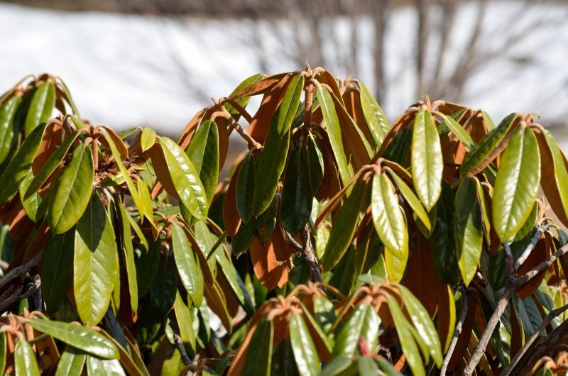 Rośliny zimozielone, takie jak rododendron, trzeba podlewać r&oacute;wnież w czasie zimy.
