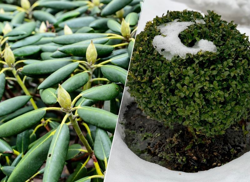 Różaneczniki i bukszpany potrzebują podlewania zimą.