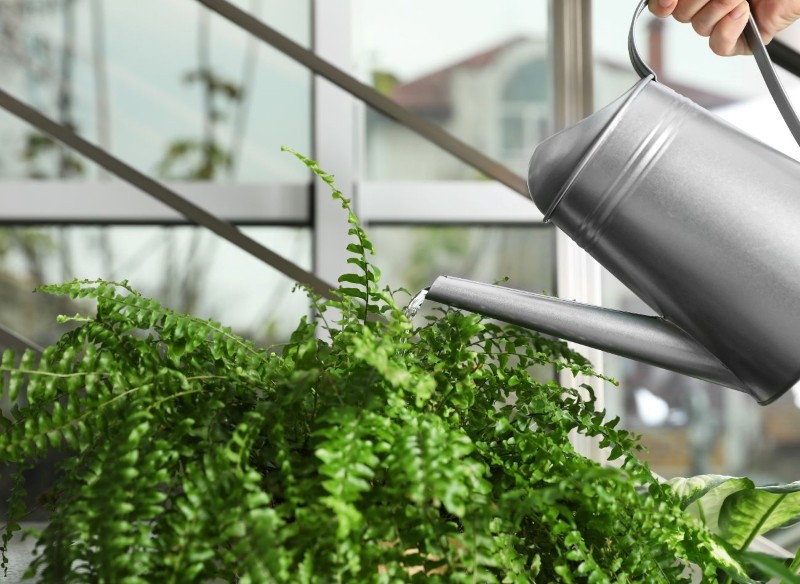 jak pielęgnować paprotkę zimą