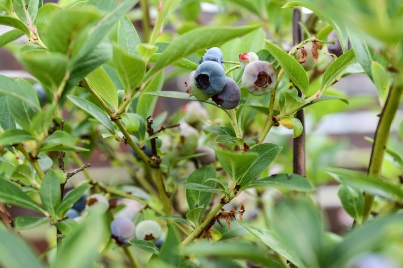 jak ciąć borówkę amerykańską w zimie