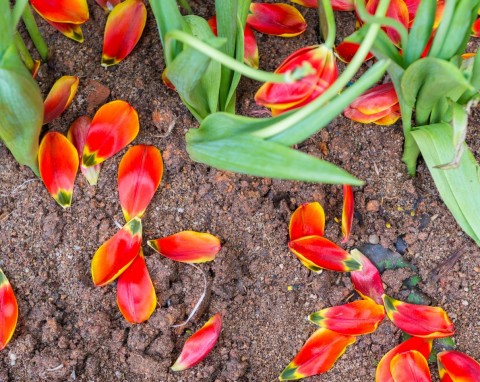 Pielęgnacja tulipanów po przekwitnięciu. Czy obcinać liście?