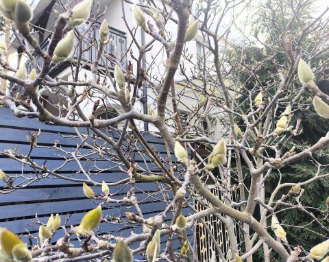 Dlaczego magnolia nie kwitnie? Jakie zastosować nawozy na kwitnienie magnolii?