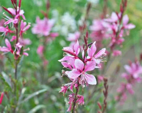 Gaura jest wytrzymała, ale potrzebuje zabezpieczenia na zimę. Ten sposób jest najlepszy