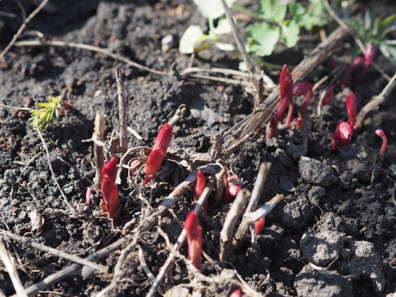 domowy nawóz do piwonii