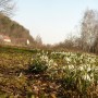 Pozostałe, Przebiśnieg.......... - ................i przebiśnieg na leśnej polanie...............