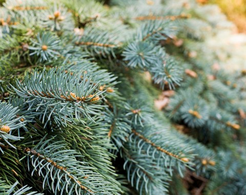 Świerk serbski (Picea omorika)