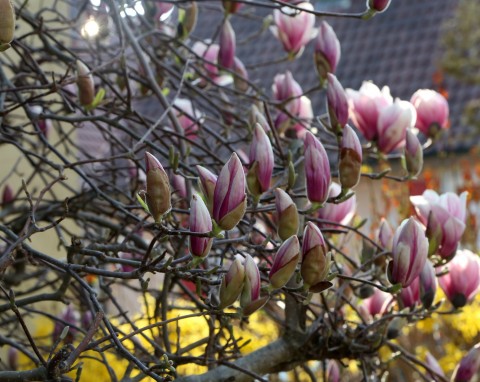 Co zrobić, by magnolia dobrze przezimowała? Oto najważniejsze zabiegi w listopadzie