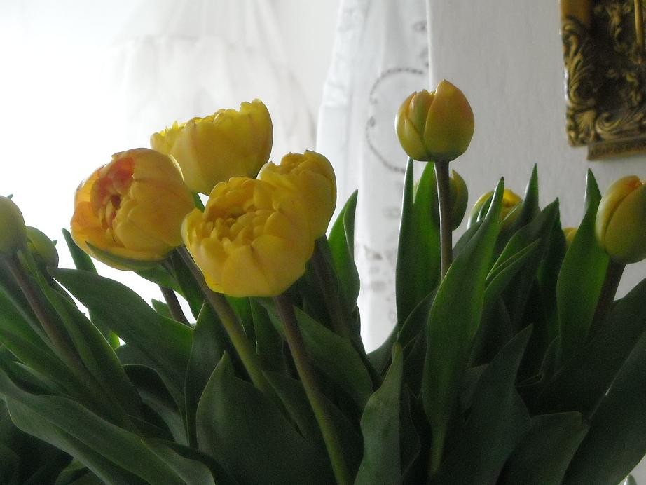 Pozostałe, Idzie wiosna.................. - .............i żółte tulipany.................
