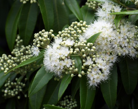 Te rośliny mają aromat jak cynamon i gałka muszkatołowa. Jak je uprawiać, by w święta pachniał cały dom?