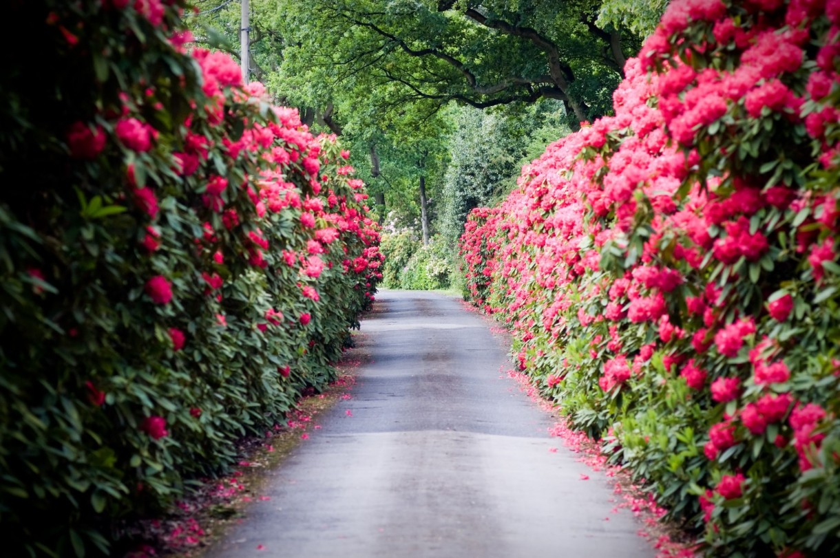 Pozostałe, TOP10 Kwitnących krzewów ogrodowych - 
RÓŻANECZNIK, AZALIA  Rhododendron sp. 