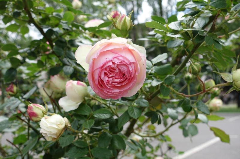 We wrześniu warto podlać róże domową odżywką z ziemniaków.