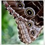 Oranżeria, Łapanie motyli.. - ..skrzydła  Owl Butterfly