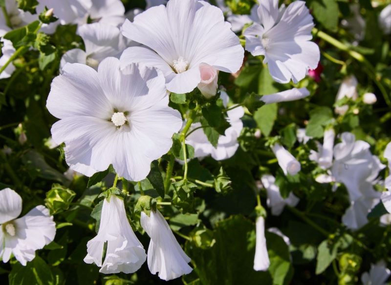 Możemy zdecydować się na ślazówkę letnią o białych, różowych lub czerwonych kwiatach.