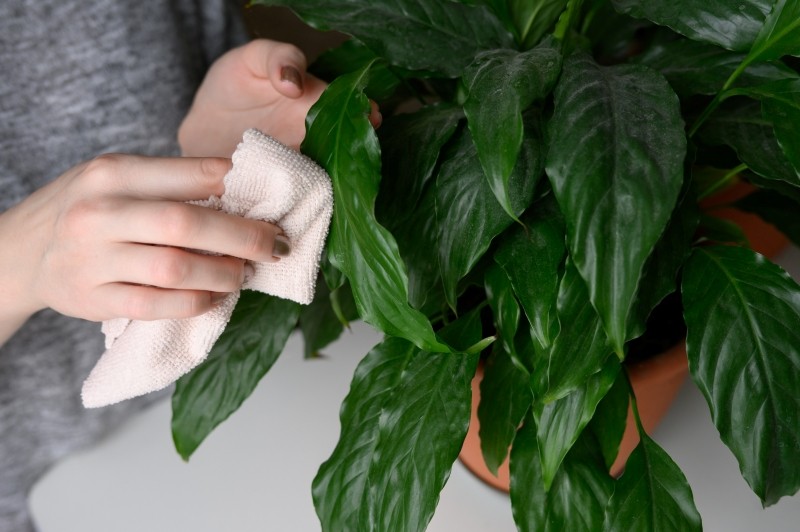 kuracja pielęgnująca dla skrzydłokwiatu   