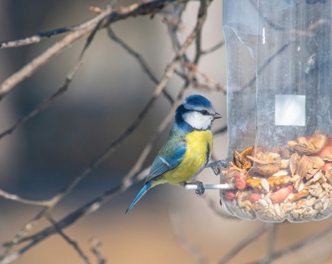 Zrób prosty karmnik dla ptaków w ogrodzie. Sikorki, wróble i mazurki zlecą się całej okolicy
