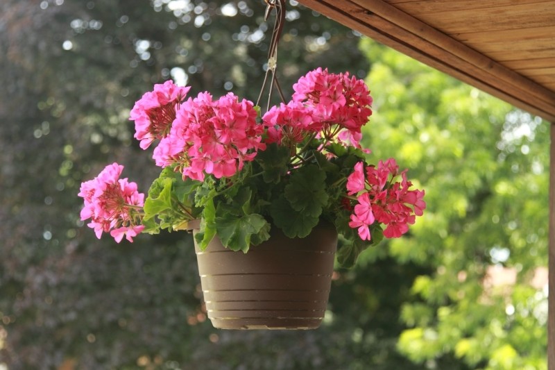 pielęgnacja pelargonii na koniec lata