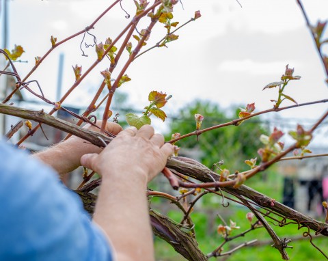 Zimowe przycinanie winorośli. Nie popełniaj częstego błędu, bo popsujesz owocowanie