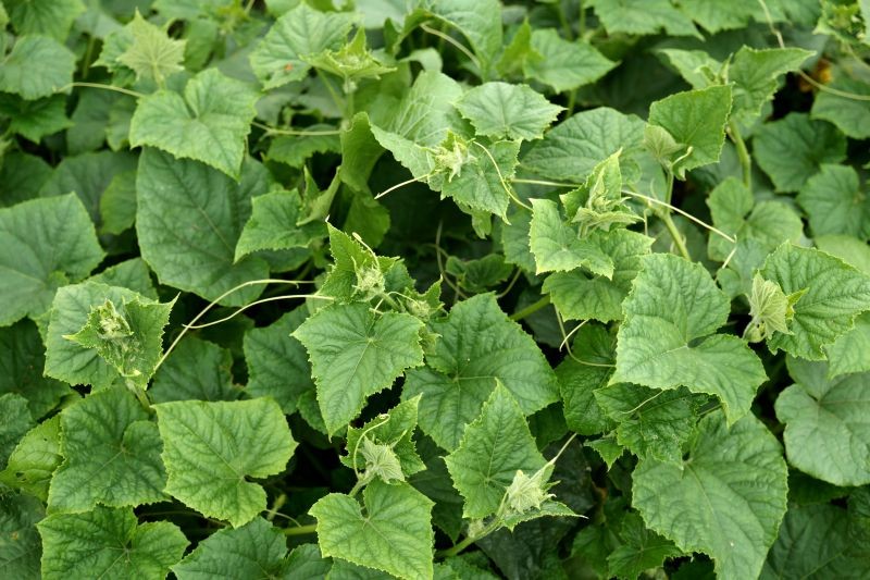 Jak zrobić wzmacniającą odżywkę do ogórków? Przepis jest prosty.