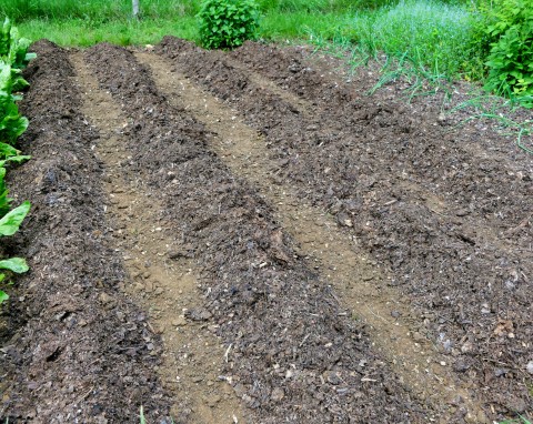 Jesienią to punkt obowiązkowy w ogrodzie. Napowietrzysz i użyźnisz glebę bez przekopywania