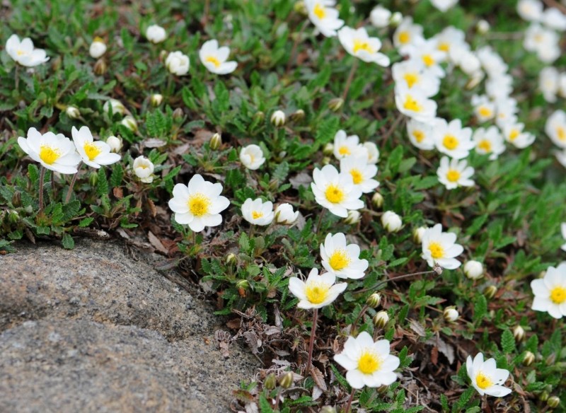 dębik ośmiopłatkowy