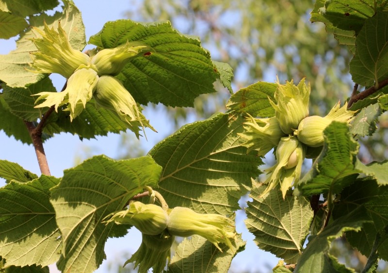 jak rozmnażać leszczynę
