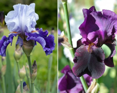 Kosaciec bródkowy (Iris barbata)