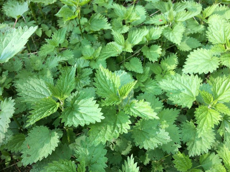 Do przygotowania oprysku na zarazę ogórka możemy wykorzystać pokrzywy.