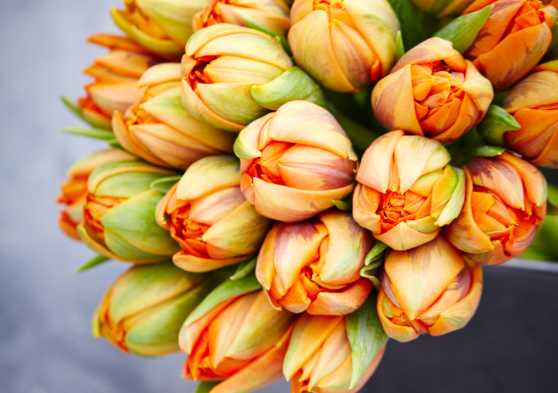 bukiet tulipanów