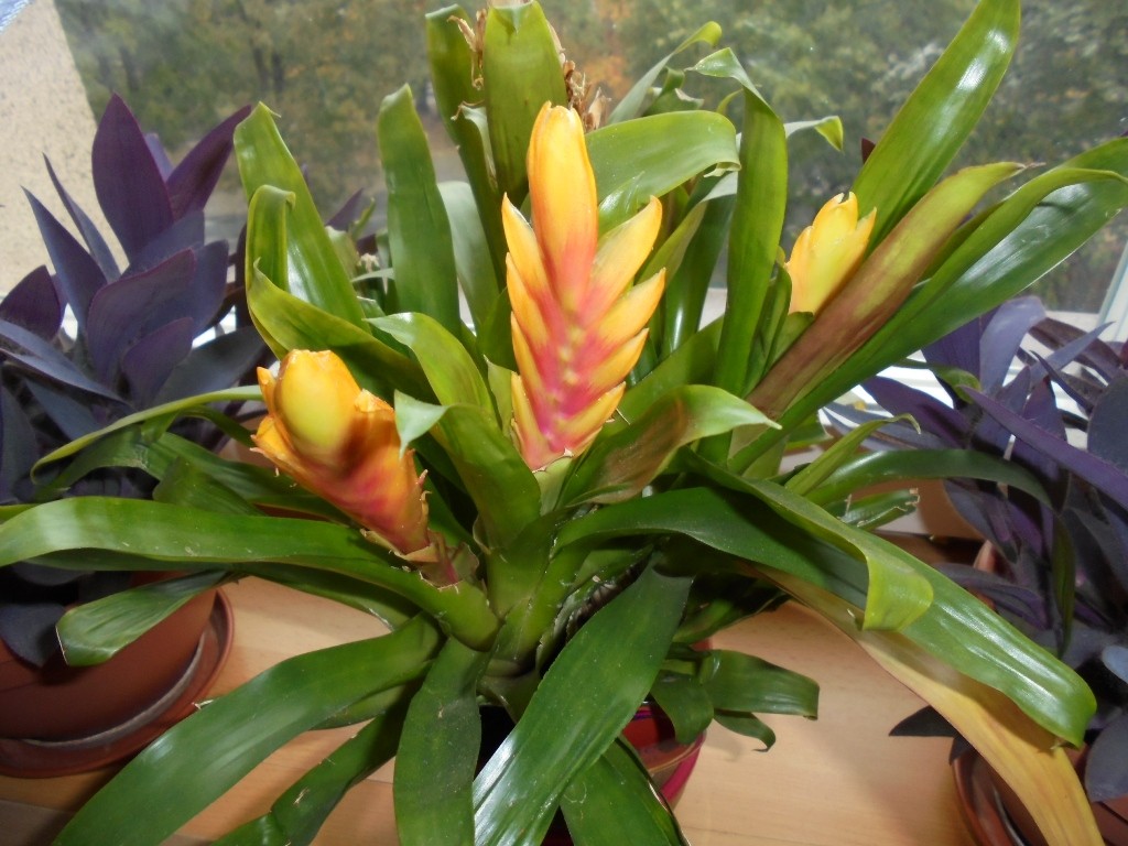 Pozostałe, BROMELIE  JAK  PTAKI - BROMELIA